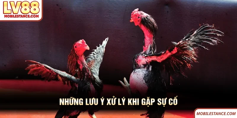 Những lưu ý xử lý khi gặp sự cố đá gà LV88